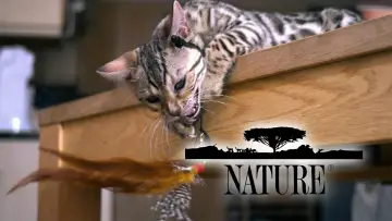 Backdrop for the TV series "Nature" #1293948