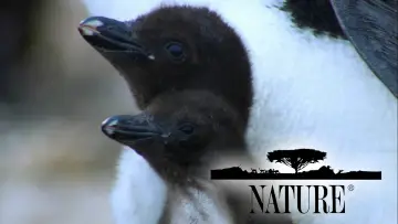 Backdrop for the TV series "Nature" #1293949