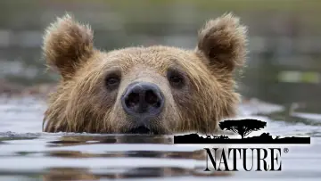 Backdrop for the TV series "Nature" #1293954