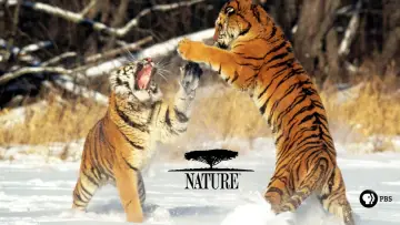 Backdrop for the TV series "Nature" #1293956