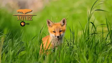 Backdrop for the TV series "Nature" #1293962