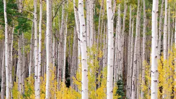 Backdrop for the TV series "Nature" #1293964