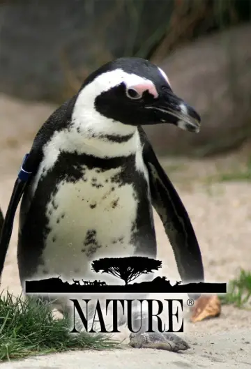 Poster for the TV series "Nature" #1294001