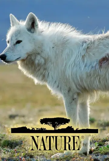 Poster for the TV series "Nature" #1294002