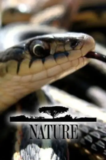 Poster for the TV series "Nature" #1294024
