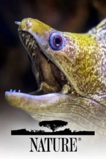 Poster for the TV series "Nature" #1294025