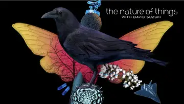 Backdrop for the TV series "The Nature of Things" #1343002