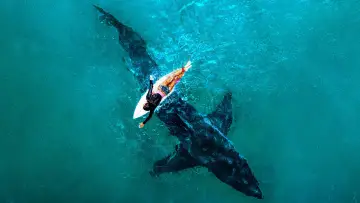 Backdrop for the TV series "Shark Week" #1362266