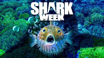 Backdrop for the TV series "Shark Week" #1362280