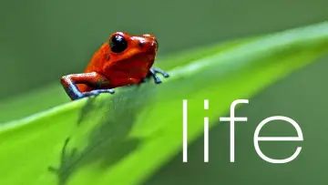 Backdrop к сериалу "Life" #1455279
