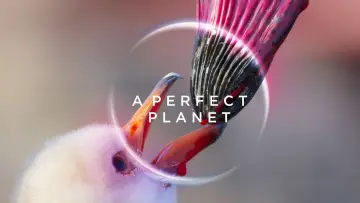 Backdrop for the TV series "A Perfect Planet" #1605212