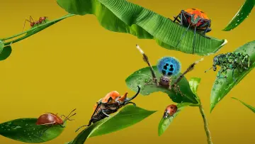 Backdrop for the TV series "A Real Bug