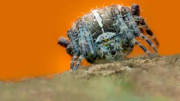 Backdrop for the TV series "A Real Bug