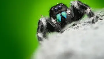Backdrop for the TV series "A Real Bug