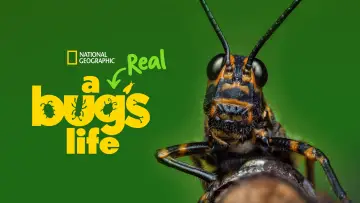 Backdrop for the TV series "A Real Bug
