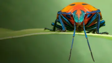 Backdrop for the TV series "A Real Bug