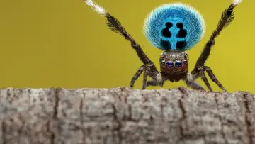 Backdrop for the TV series "A Real Bug