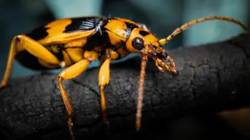 Backdrop for the TV series "A Real Bug