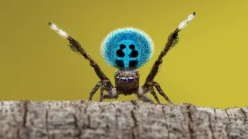 Backdrop for the TV series "A Real Bug