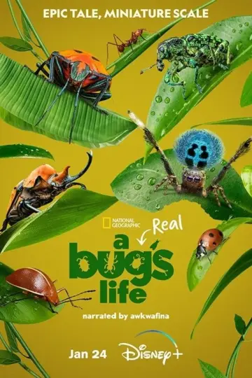 Poster for the TV series "A Real Bug
