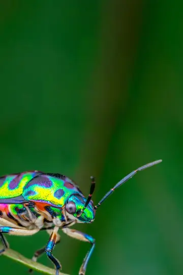 Poster for the TV series "A Real Bug