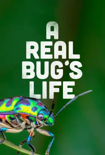 Poster for the TV series "A Real Bug