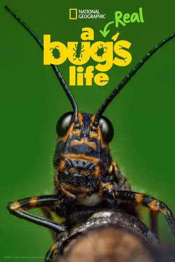 Poster for the TV series "A Real Bug