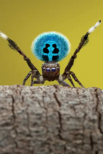 Poster for the TV series "A Real Bug