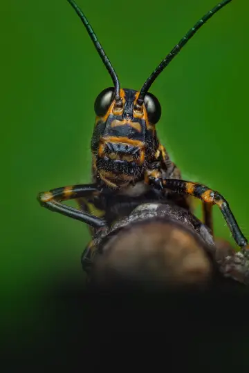 Poster for the TV series "A Real Bug
