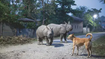 Backdrop к сериалу "Planet Earth III" #1485046