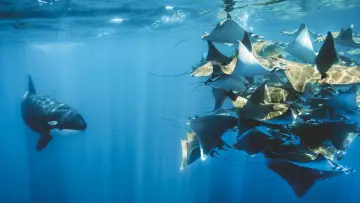 Backdrop к сериалу "Planet Earth III" #1485050