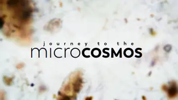 Backdrop for the TV series "Journey to the Microcosmos" #1562694