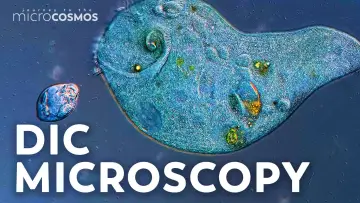 Backdrop for the TV series "Journey to the Microcosmos" #1562697