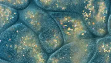 Backdrop for the TV series "Journey to the Microcosmos" #1562701