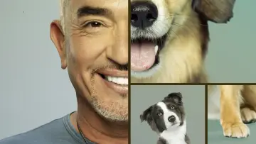 Backdrop for the TV series "Cesar Millan: Better Human, Better Dog" #1488568