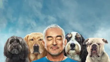 Backdrop for the TV series "Cesar Millan: Better Human, Better Dog" #1488569
