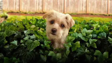 Backdrop for the TV series "Puppy Place" #1430283