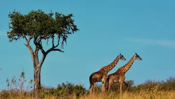 Backdrop for the TV series "Natural World" #1315943