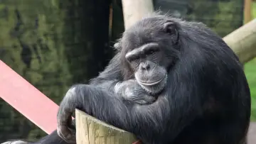Backdrop for the TV series "Monkey Life" #1542377