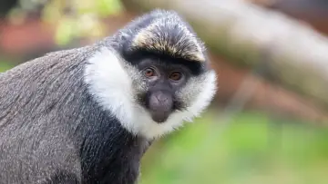 Backdrop for the TV series "Monkey Life" #1542378