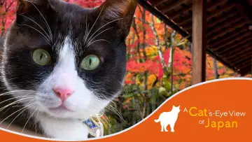 Backdrop for the TV series "A Cat