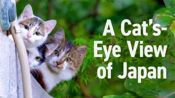 Backdrop for the TV series "A Cat