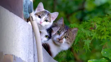 Backdrop for the TV series "A Cat