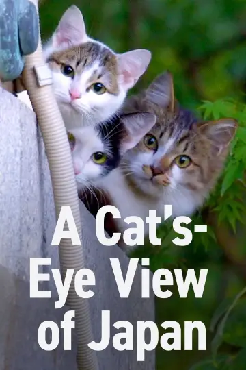 Poster for the TV series "A Cat