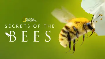 Backdrop for the TV series "Secrets of the Bees" #1481078
