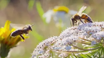 Backdrop for the TV series "Secrets of the Bees" #1481080