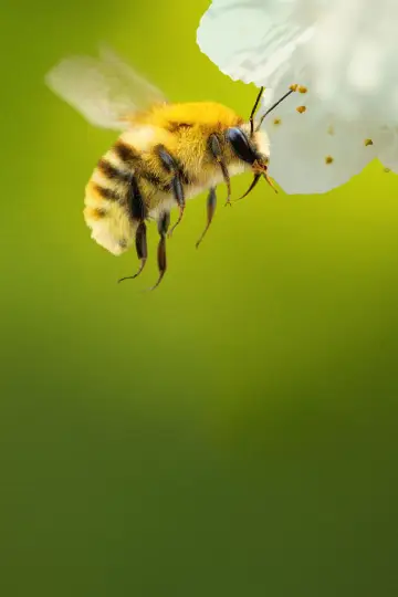 Poster for the TV series "Secrets of the Bees" #1481082