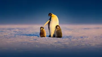 Backdrop for the TV series "Secrets of the Penguins" #1502009