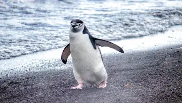 Backdrop for the TV series "Secrets of the Penguins" #1502011