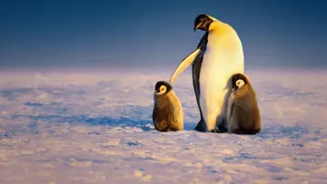 Backdrop for the TV series "Secrets of the Penguins" #1502013